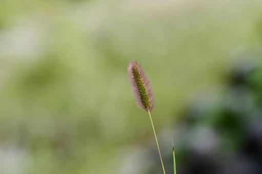 エノコログサ エノコログサの写真