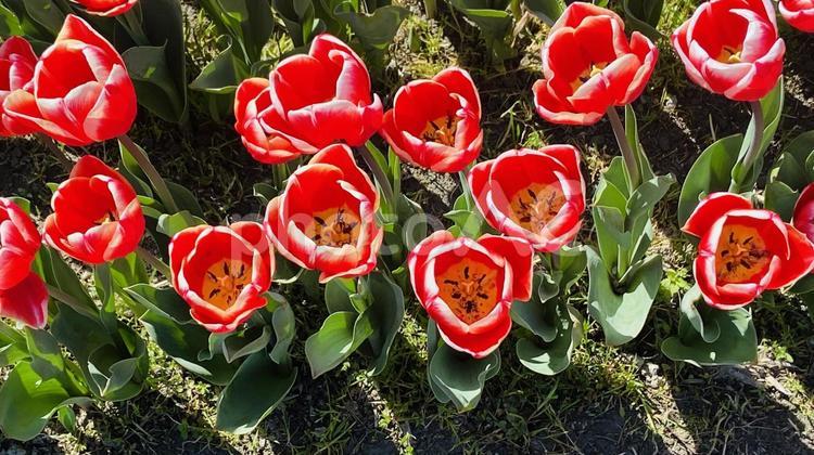 可愛く赤いチューリップの花 可愛い,花,春の写真素材