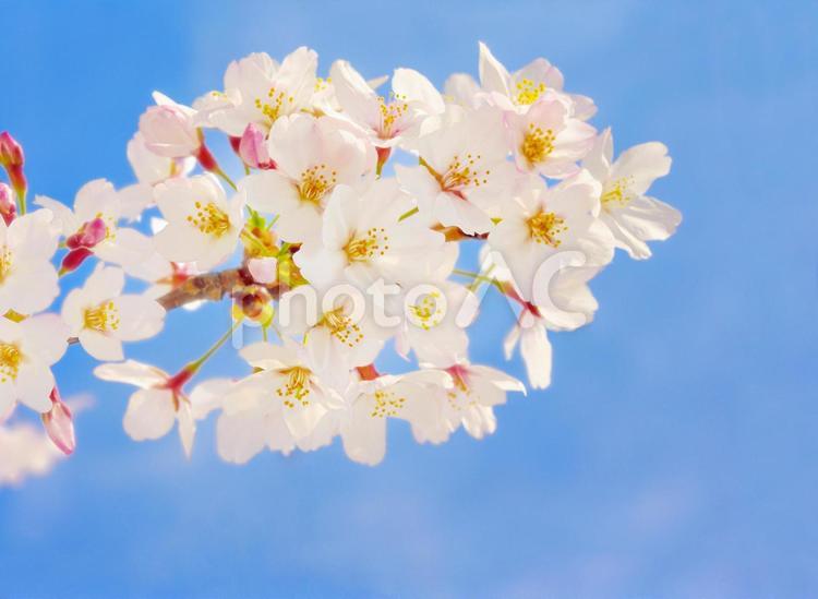 桜 桜,サクラ,満開の写真素材