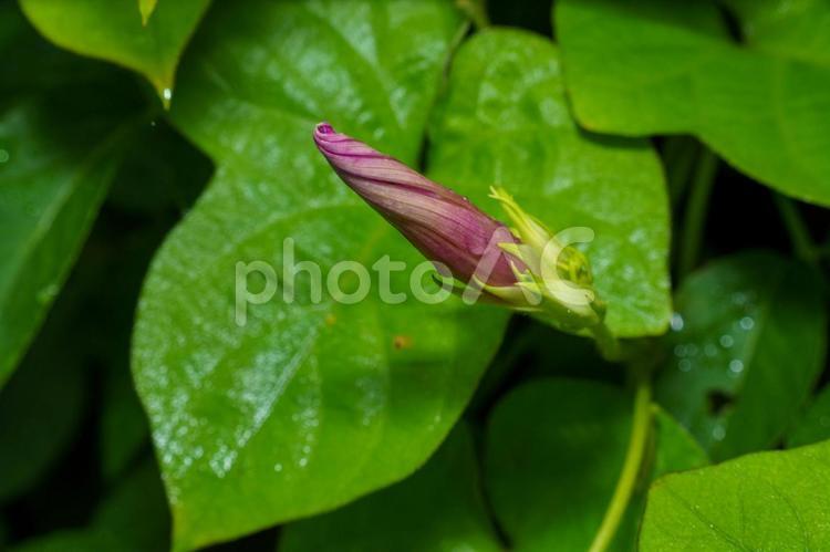 雨に濡れたアサガオの蕾 青色,朝,花びらの写真素材