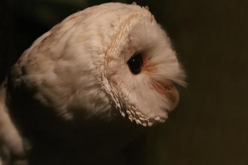夜のメンフクロウの横顔 夜のメンフクロウの横顔の写真