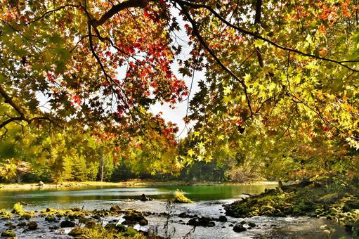 阿寒の紅葉 紅葉,阿寒,もみじの写真素材