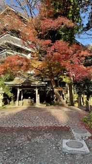 紅葉縦 紅葉,秋,秋の訪れの写真素材