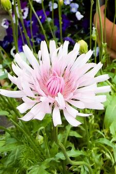 淡いピンク色の可憐な花 淡い色,白,植物の写真素材