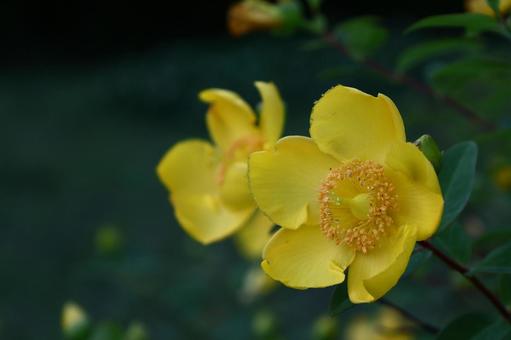金色に輝く梅の花 金色に輝く梅の花 キンシバイ,花,オトギリソウ科の植物の写真素材