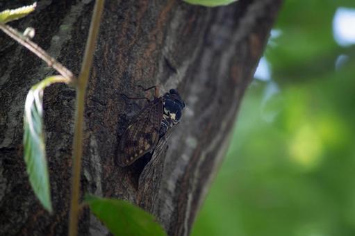 真夏の木陰のアブラゼミの写真