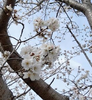 桜 桜の写真