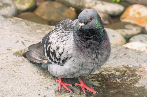 川辺の濡れたハト 川辺の濡れたハト ハト,鳩,川辺の写真素材