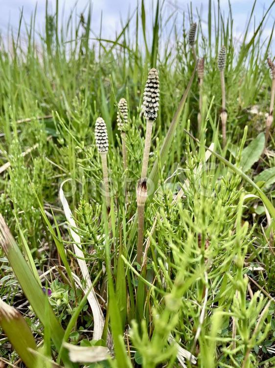 つくし(土筆) つくし,土筆,春の写真素材