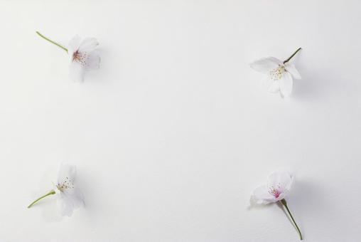 桜の花とテキストスペース 桜の花とテキストスペース 桜,背景,メッセージの写真素材
