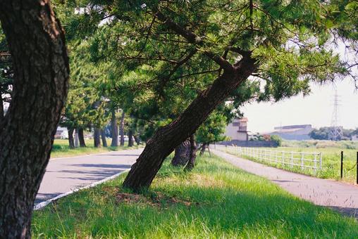 東海道松並木(袋井宿近く) 東海道,旧東海道,歴史街道の写真素材