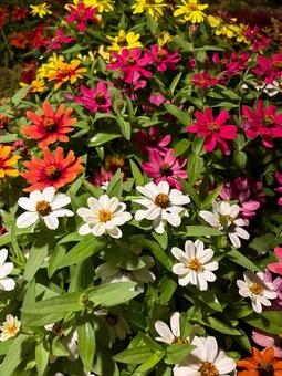 カラフルな百日草 カラフルな百日草 ジニア,百日草,花の写真素材