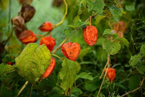 ほおずき（鬼灯、鬼燈、酸漿） ホオズキ,ほおずき,鬼灯の写真素材
