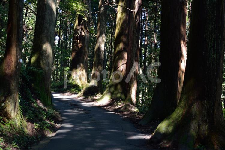 山道と木漏れ日 木,緑,葉の写真素材