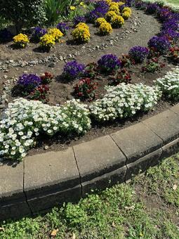 Colourful flowers blooming in the flowerbed, JPG Colourful flowers blooming in the flowerbed, JPG