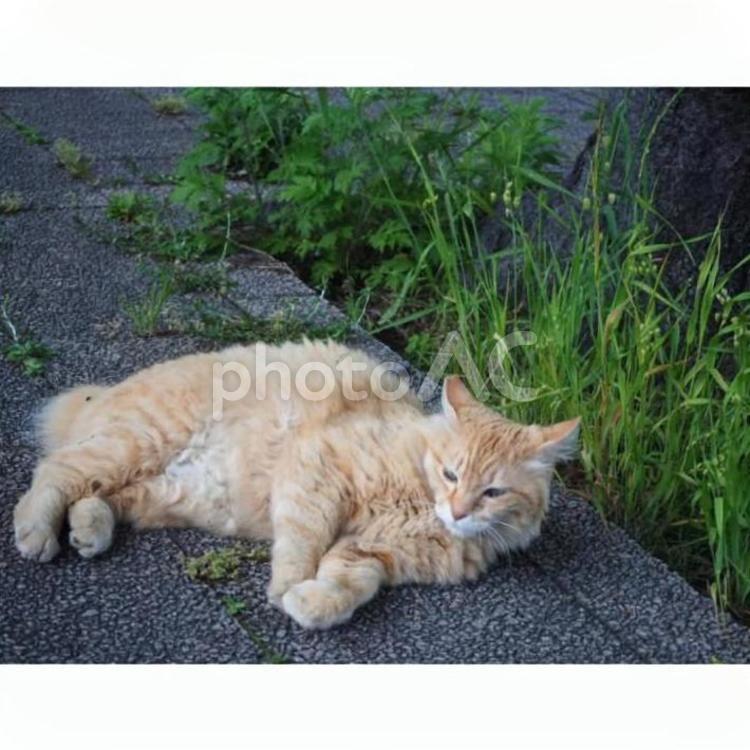 散歩中に出会った猫 猫,ネコ,ねこの写真素材