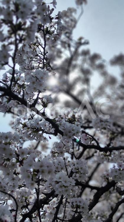 みんなの笑顔が集まる、糸貫川沿いの桜並木 桜,春,本巣市の写真素材