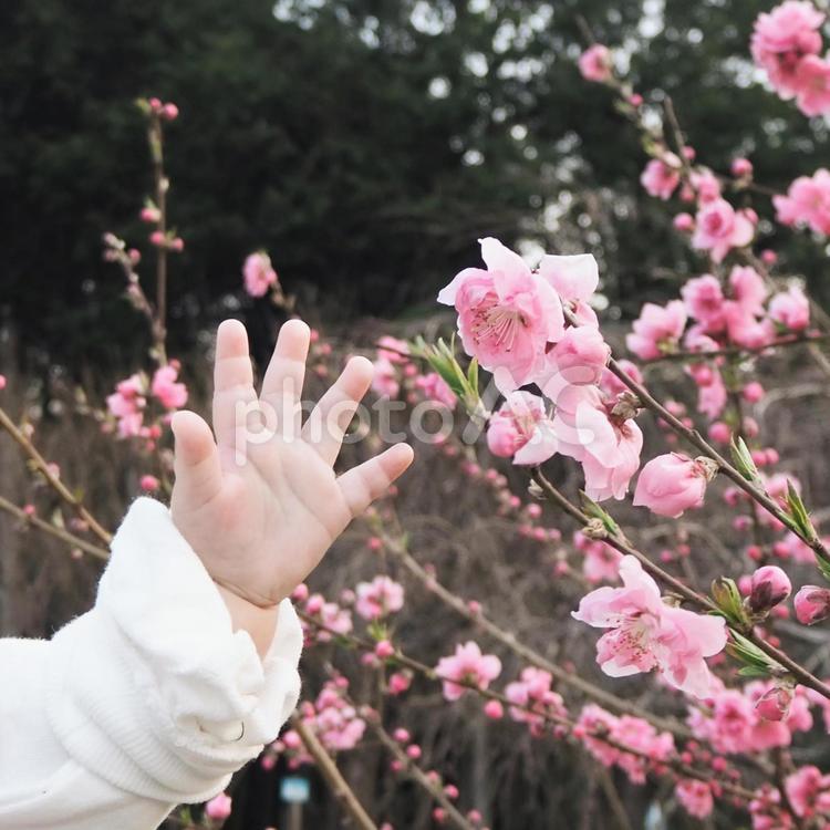娘と桜 桜,春,チューリップの写真素材