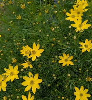 イトバハルシャギク イトバハルシャギク,黄色,5月の写真素材