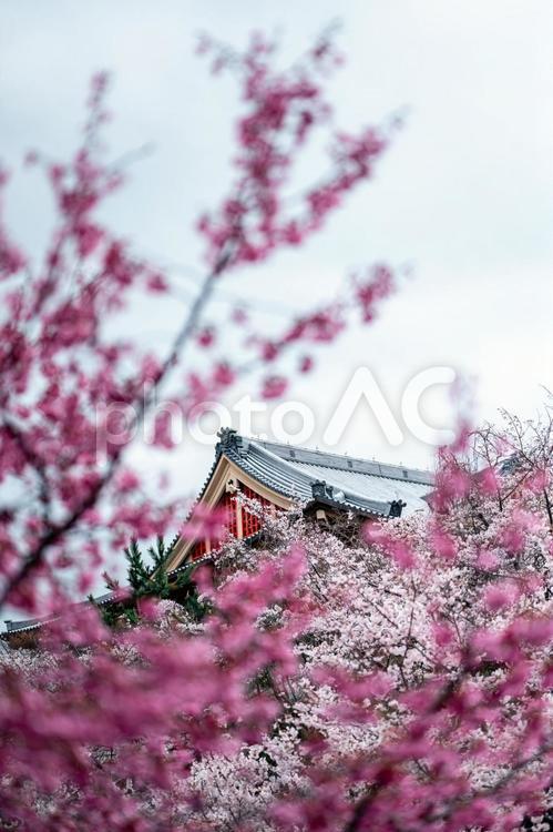 桜と屋根 桜,屋根,満開の写真素材