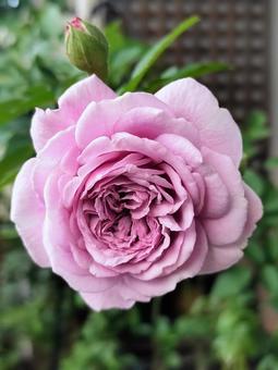 ベランダのバラ・レイニーブルー バラ,薔薇,レイニーブルーの写真素材