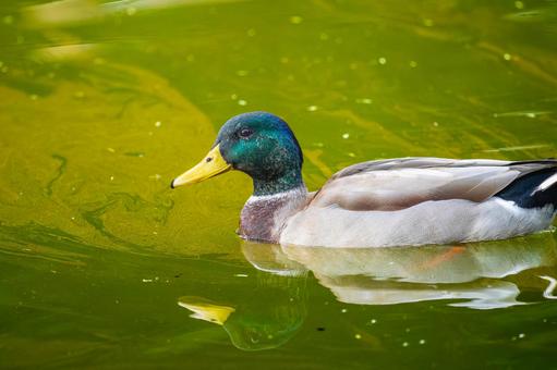池を泳ぐマガモのオス 池を泳ぐマガモのオス マガモ,カモ,鴨の写真素材