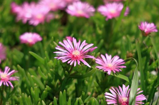 マツバギクのピンク色の花 マツバギクのピンク色の花 マツバギク,松葉菊,ピンク色の花の写真素材