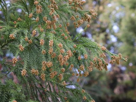 スギの蕾が沢山膨らんでいる スギの蕾が沢山膨らんでいる スギ,花粉,樹木の写真素材