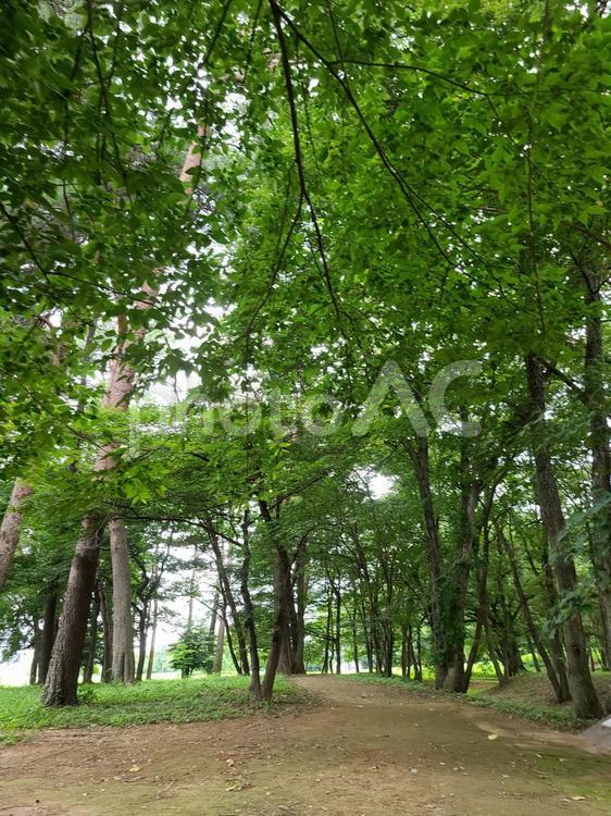 木々が並ぶ公園の小道 木々,緑,木の写真素材