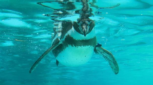 Summer zoo Swimming penguins, JPG