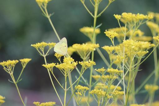 Dill and Colias butterflies, JPG