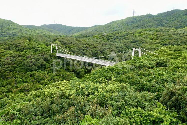 沖縄　県営バンナ公園の吊り橋　聖紫花の橋 吊り橋,石垣ダム,聖紫花の橋の写真素材