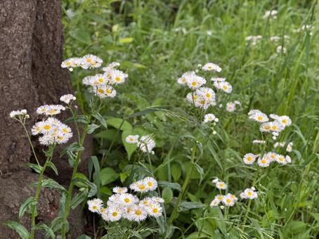 春の白い花の写真