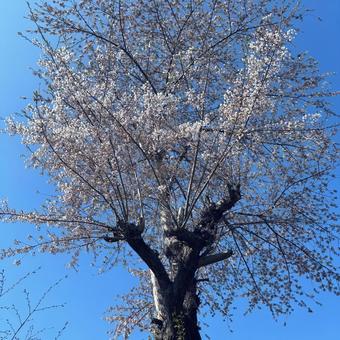 Tall cherry trees in a residential area, JPG Tall cherry trees in a residential area, JPG