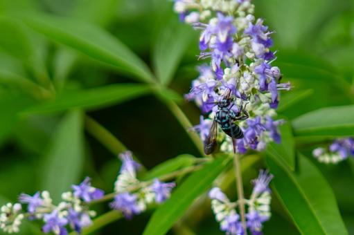 Blue Bee and Common Carrot, JPG Blue Bee and Common Carrot, JPG
