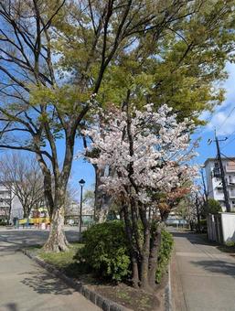 Photo, cherry blossoms, yoshino yoshino, tajima danchi, 