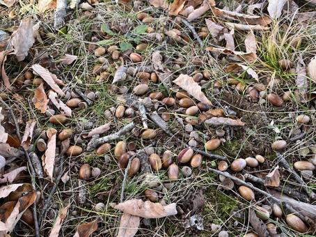 どんぐり どんぐり,枯れ葉,落ち葉の写真素材