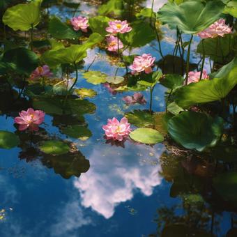 A calm pond with lotus flowers blooming, reflecting the blue sky and clouds, lotus, a lotus, lotus flower, JPG