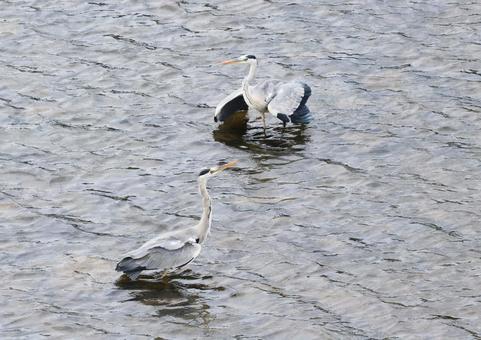 アオサギ7 アオサギ,鷺,鳥の写真素材
