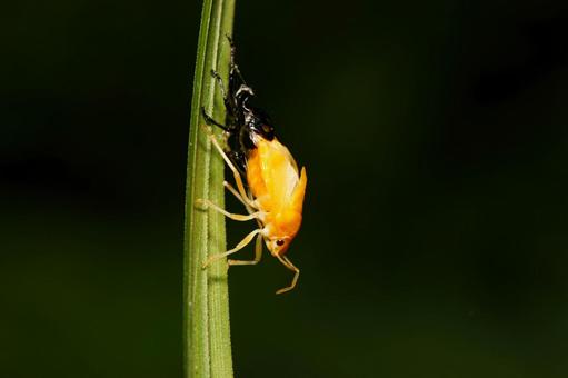 脱皮中のアカスジキンカメムシ 脱皮中のアカスジキンカメムシ 昆虫,虫,自然の写真素材