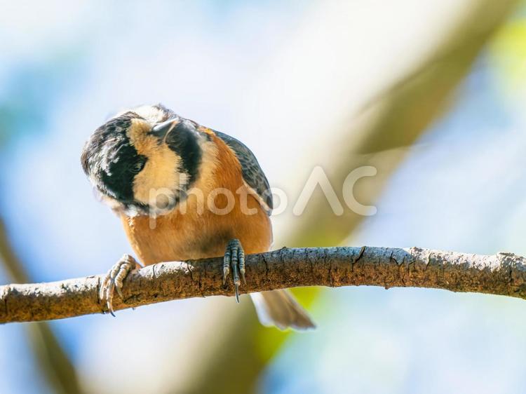 枝にとまるヤマガラ ヤマガラ,野鳥,鳥の写真素材