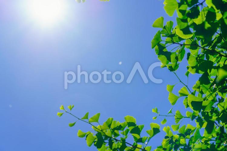 眩しい太陽と銀杏の新緑 太陽,キラキラ,新緑の写真素材