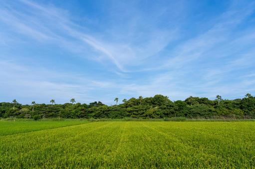夏の青空と田んぼ 青空,空,風景の写真素材