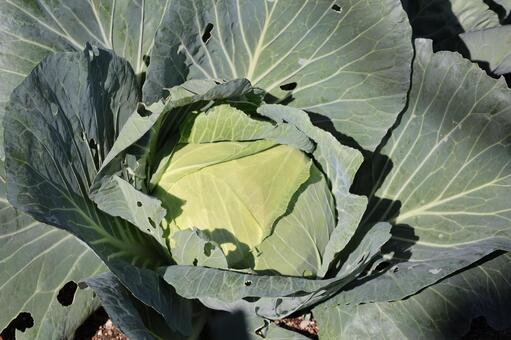 緑の葉の中にキャベツが出来ている風隙 緑,葉,キャベツの写真素材