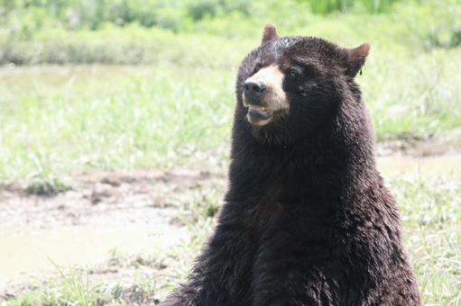 座っているクマ 座っているクマ 動物,クマ,熊の写真素材
