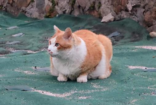 ジンジャーキャットの写真