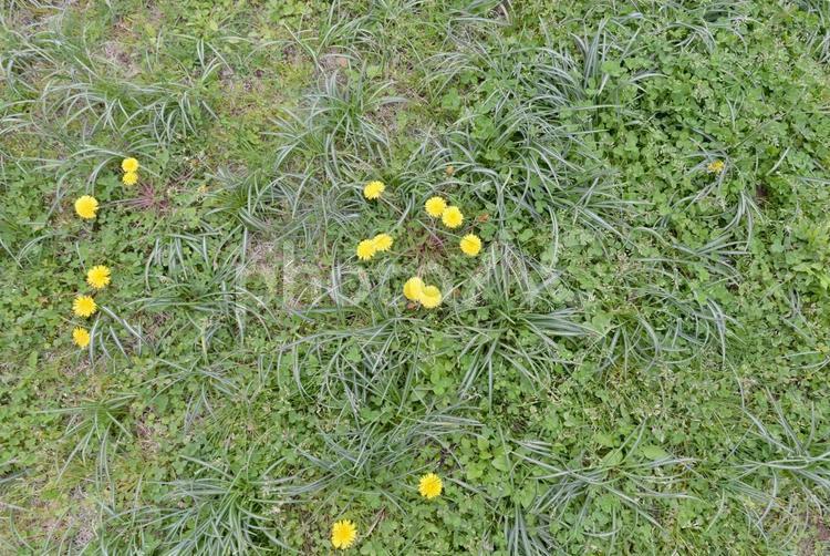 小さいタンポポの花01 タンポポ,たんぽぽ,小さいの写真素材