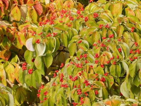 【花の写真】ハナミズキの実 【花の写真】ハナミズキの実 ハナミズキ,花水木,植物の写真素材