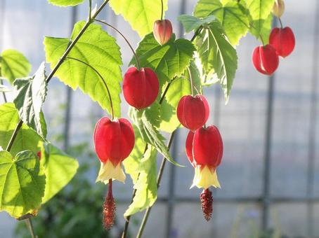 Photo, abtilon, tropical flowers and trees, 2. system varieties, 