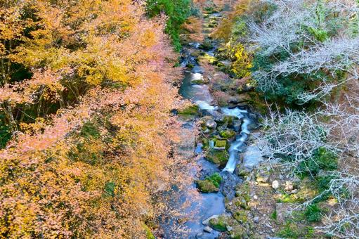 大滝渓谷の紅葉風景 王滝渓谷,紅葉,秋の写真素材